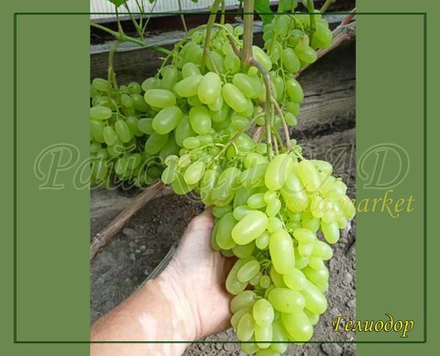 Виноград кишмиш Гелиодор