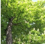 Каштан конский обыкновенный С20 250-300 Ра 150-180, 6-8