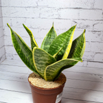 Sansevieria Golden Hahnii (Сансевиерия)