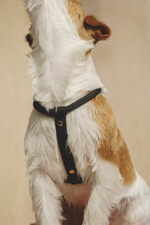 Шлейка "Пони-Макарони" Черная