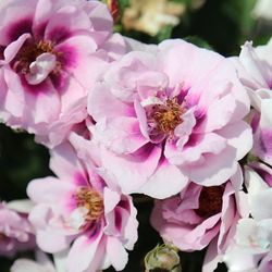 Изи он зе Ай (Easy on the Eyes)