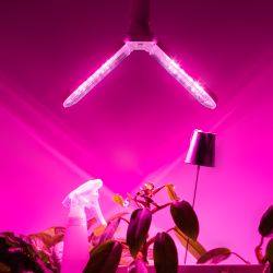 Фитолампа для растений светодиодная ЭРА GREEN LINE ФИТО-20W-PL-E27-GR 2-х лепестковая красно-синего спектра 20 Вт Е27 | Фитолампы Е27