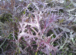 Капуста японская листовая Мизуна Ред 15шт  Мировые Семена VITA GREEN