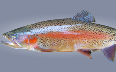 Морская рыба