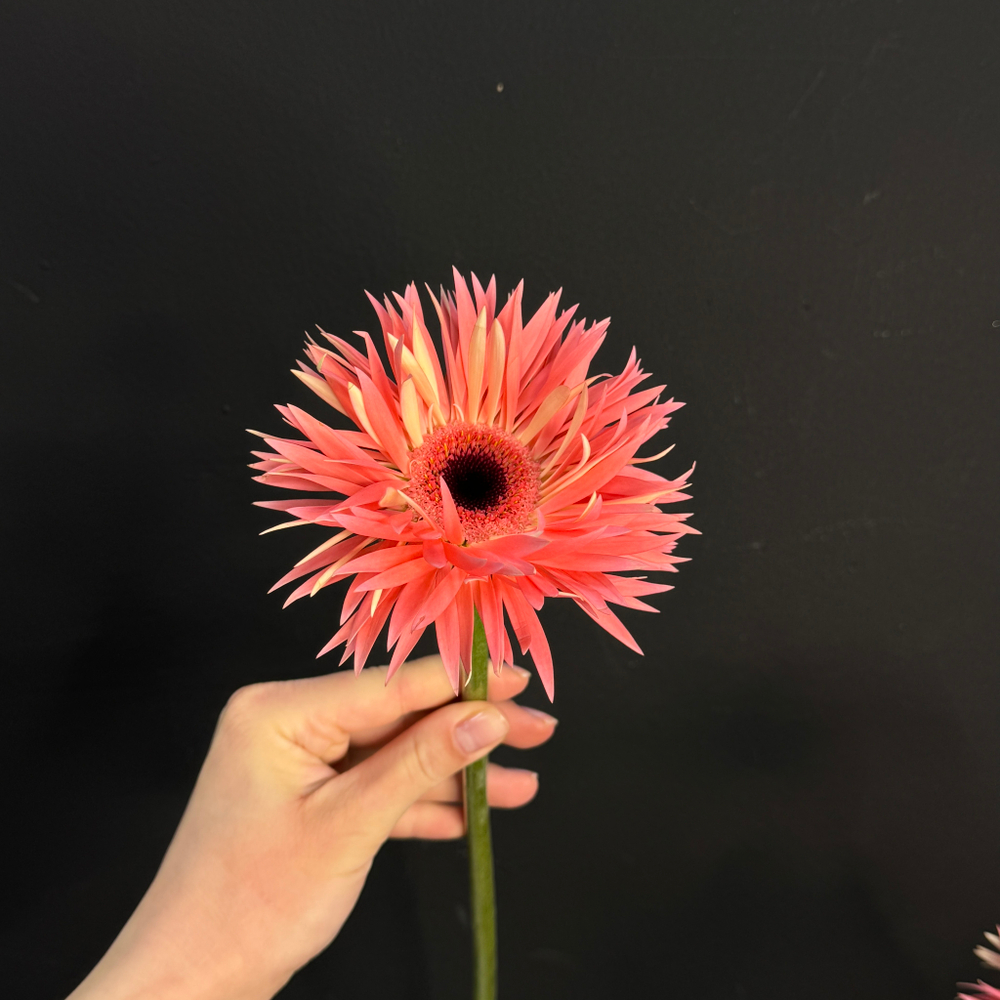 Гербера сортовая / 1 шт