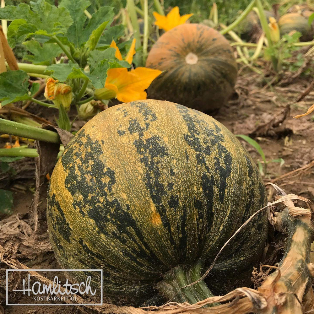 Масло тыквенных семечек нерафинированное Hamlitsch 250 мл Австрия