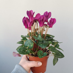 Цикламен Компакт микс