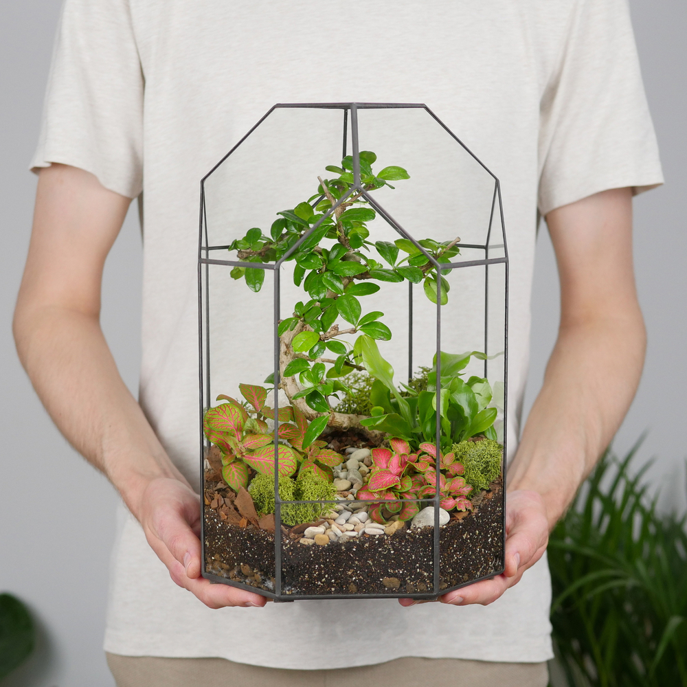 Готовый флорариум бонсай Кармона Бонсариум