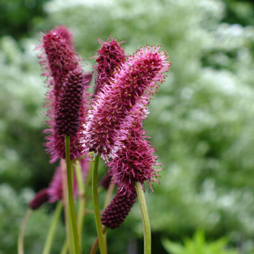 Кровохлебка мензиса. Sanguisorba menziesii.