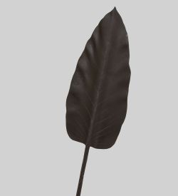 TR 578M Каладиум