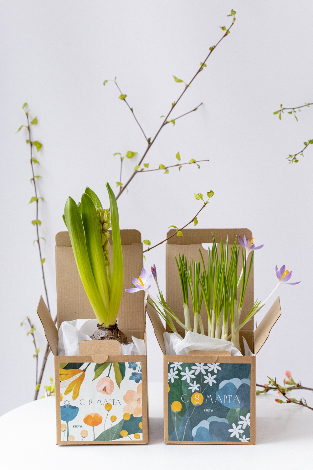 Первоцвет в праздничной коробочке