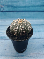 Astrophytum Asterias (Астрофитум)