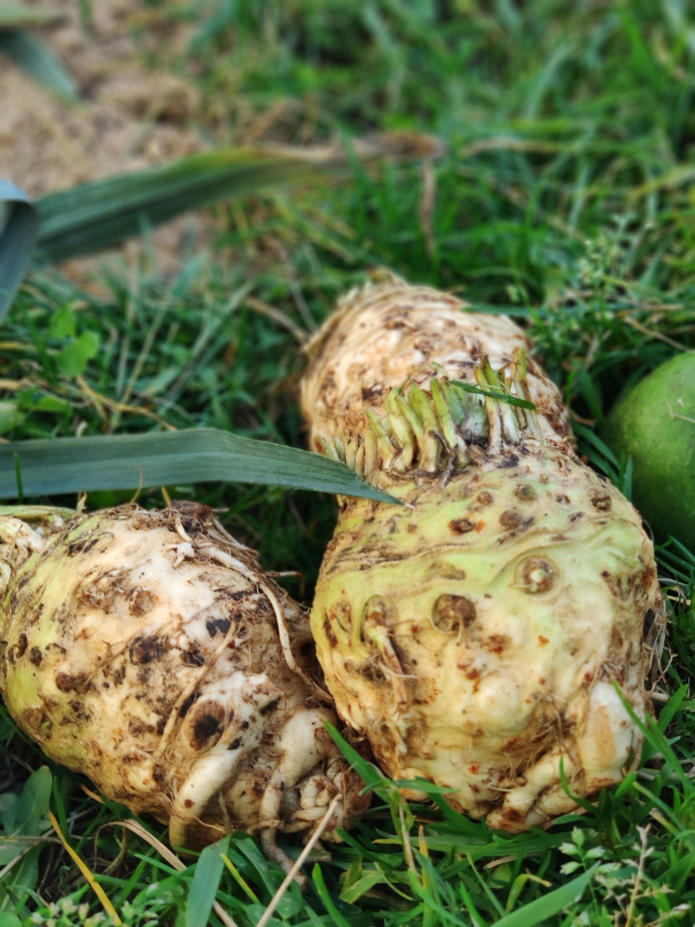 Корень сельдерея чищеный