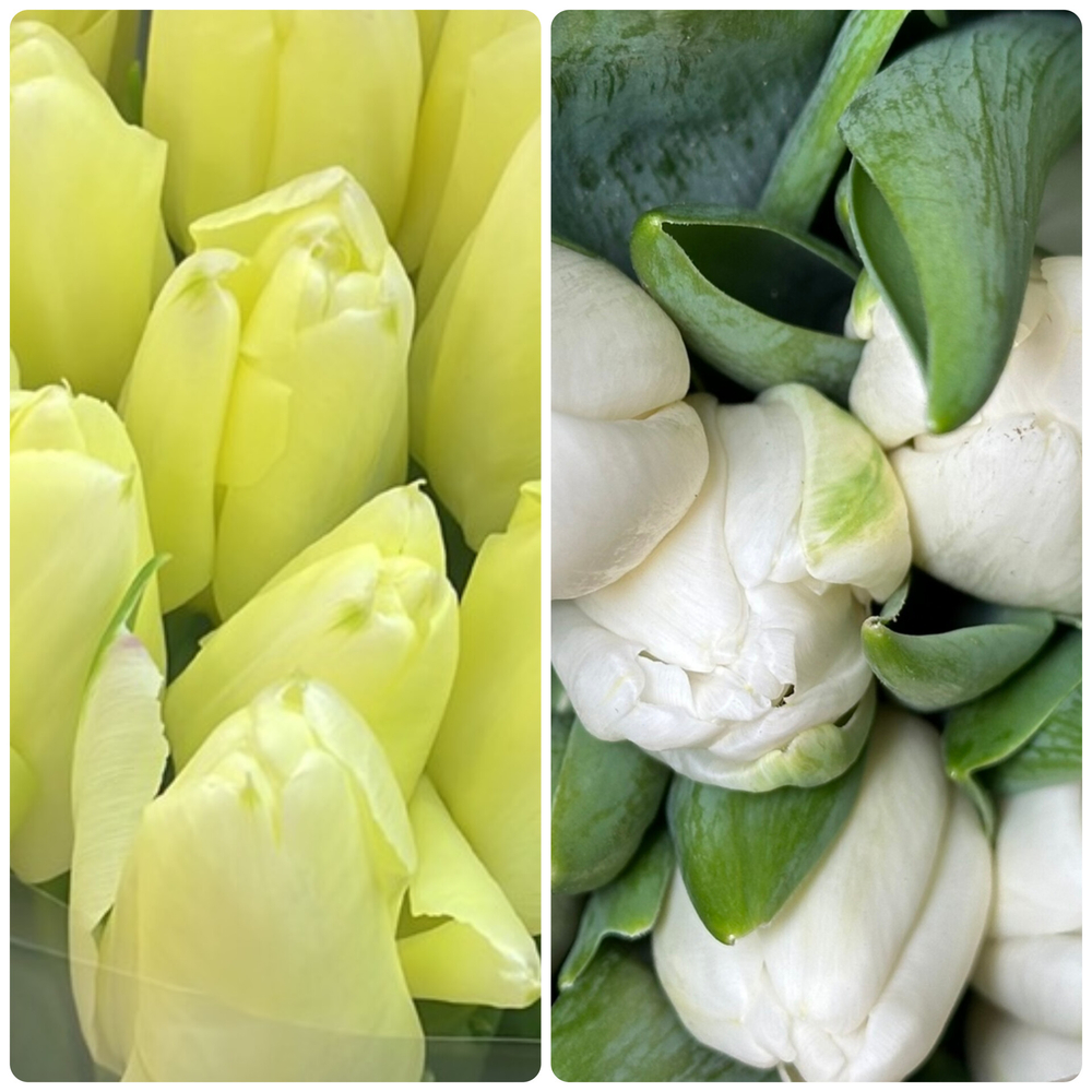 Джутовая корзина  с тюльпанами (25 шт) микс сливочных и белых