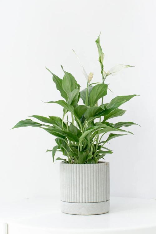 Спатифиллум Шопен