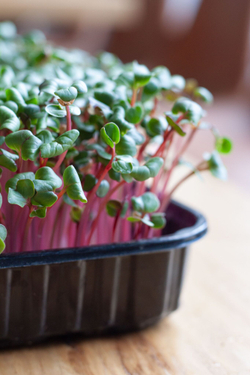 Свежая микрозелень редиса в боксах / 4 бокса / суперфуд