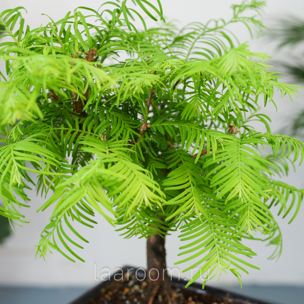 Бонсай Метасеквойя