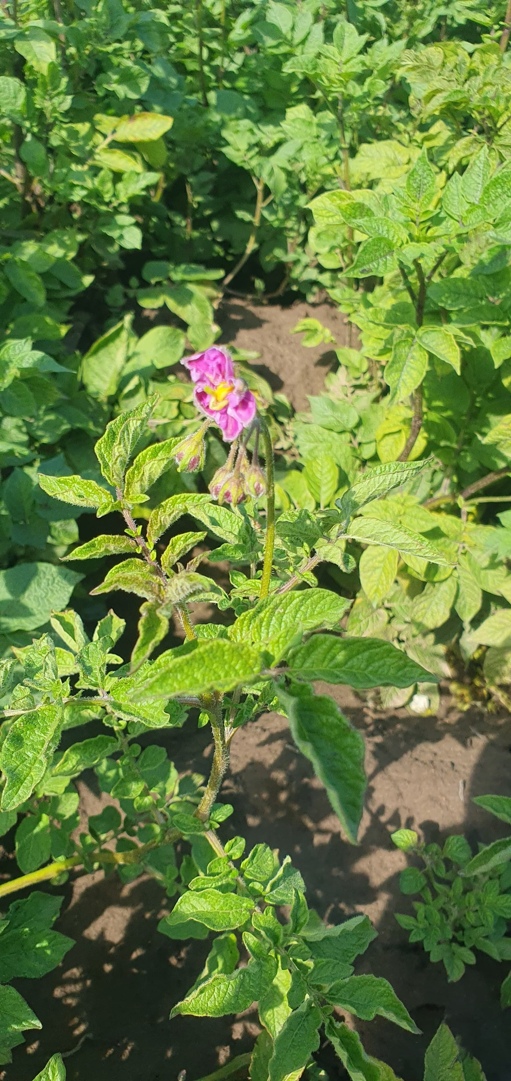Дикий картофель Розовое Еловое Яблоко (Pink Fir Apple Potatoes), 10 клубней