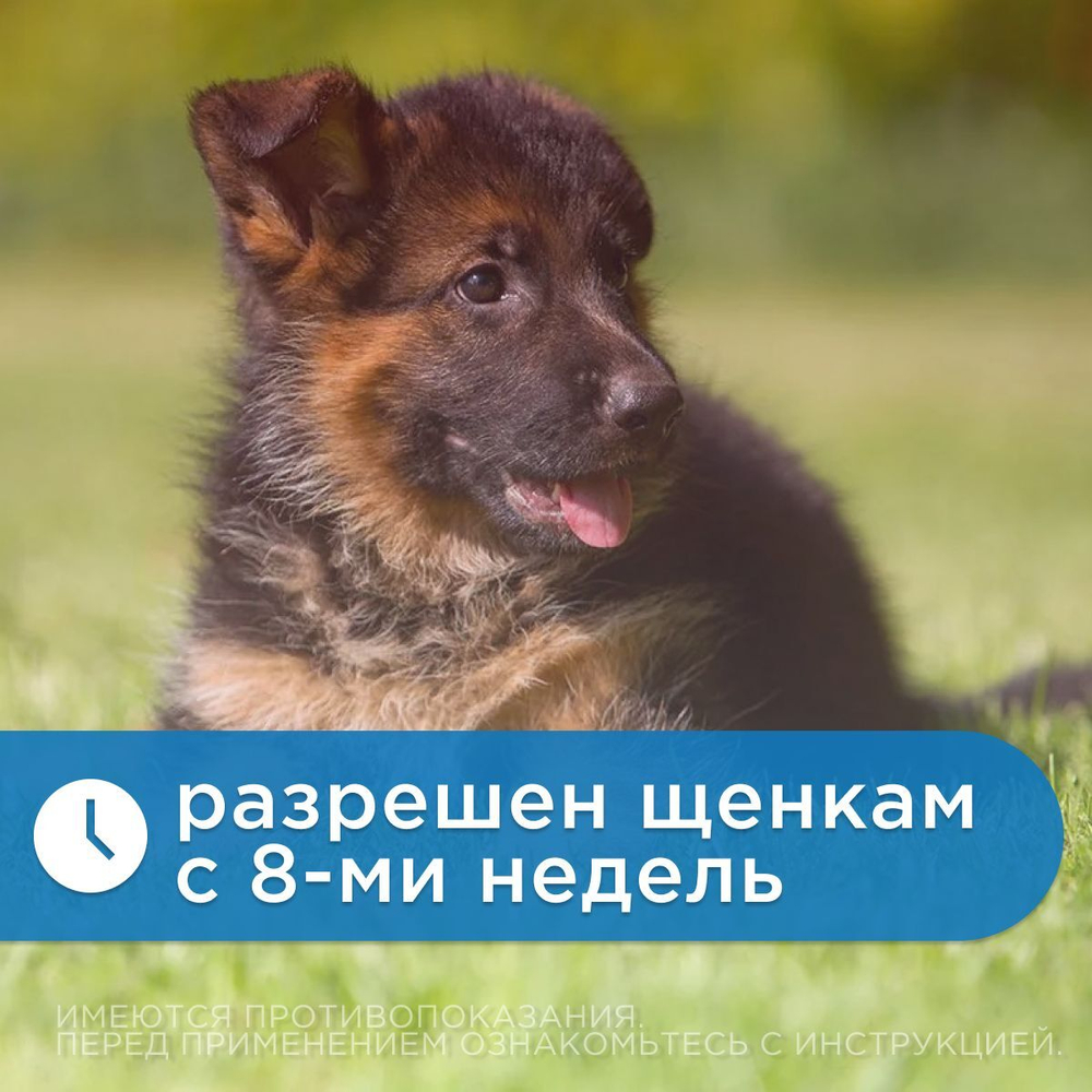 Капли на холку от клещей, блох и гельминтов для щенков и собак крупных пород от 10-20 кг Санакард (Pchelodar), 4 пипетки Фипронил/Ивермектин
