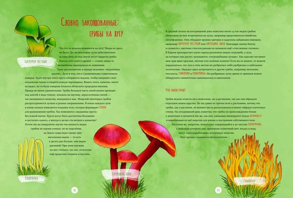 Дикий луг. Открываем многообразие мира, скрытого от нашего взора