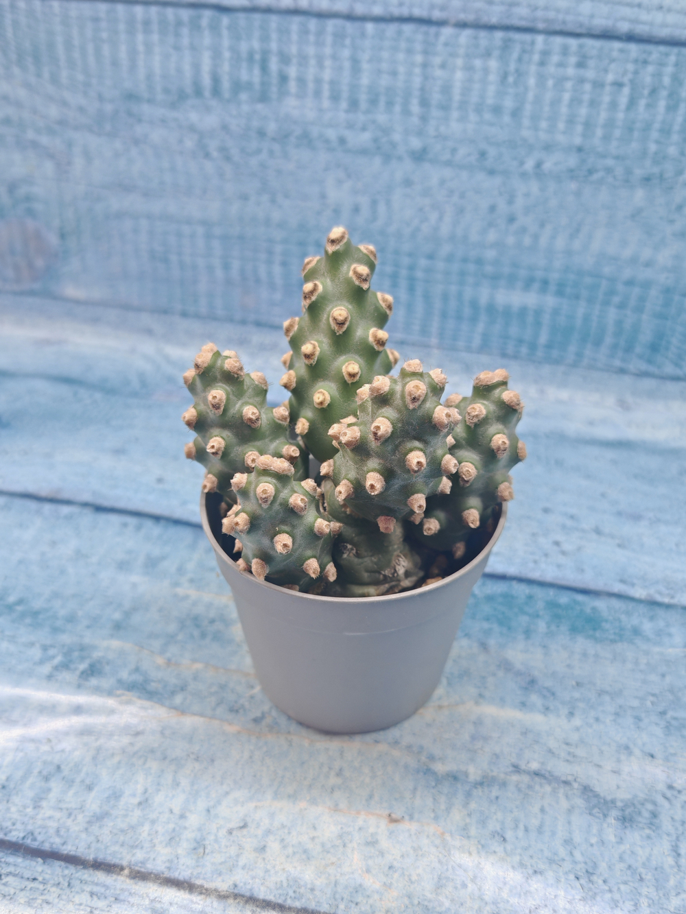 Tephrocactus Molinensis (Тефрокактус)