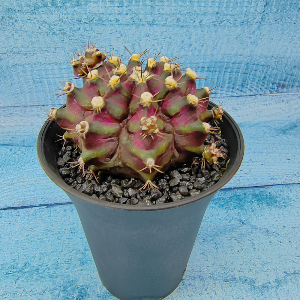 Gymnocalycium T-Rex Pink hybride (Гимнокалициум T-rex)