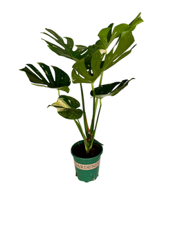 Монстера восхитительная Gold back