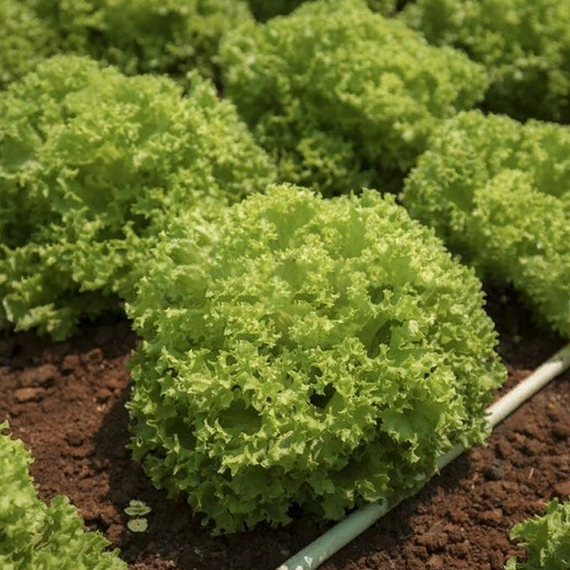 ЛОКАРНО РЗ семена салата Rijk Zwaan семена – фото 7