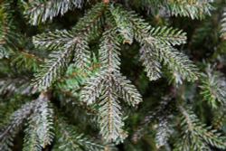 Ель 230см Black Box Хрустальная заснеженная