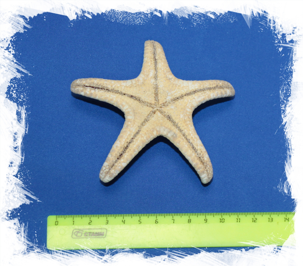 Морская звезда для декора 10 - 12,5 см