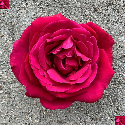 Экстаз (Extase) — самая душистая в мире роза