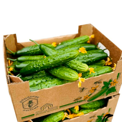 Магнит F1 семена огурца пчелоопыляемого (Гавриш)