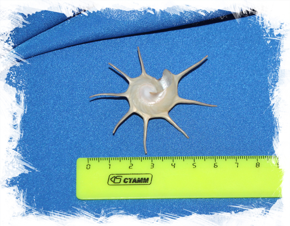 Guildfordia yoka, Раковина Гвилдфордия Йока