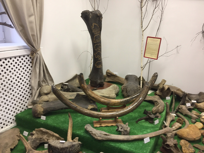 Бивень мамонта, коллекционный экземпляр, подарок для руководителя, в интерьер