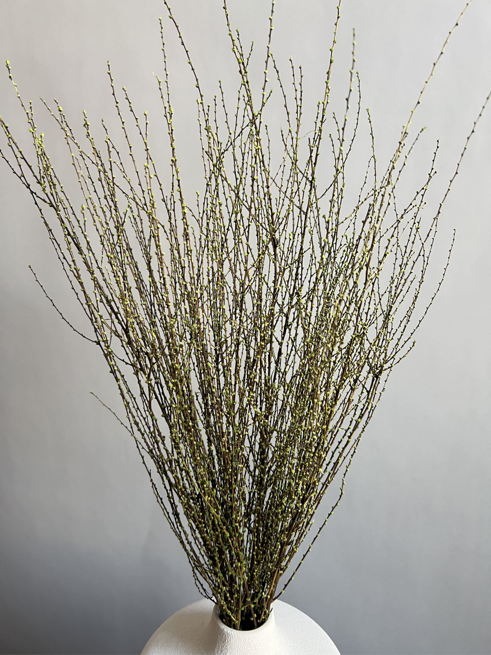 Вереск зеленый