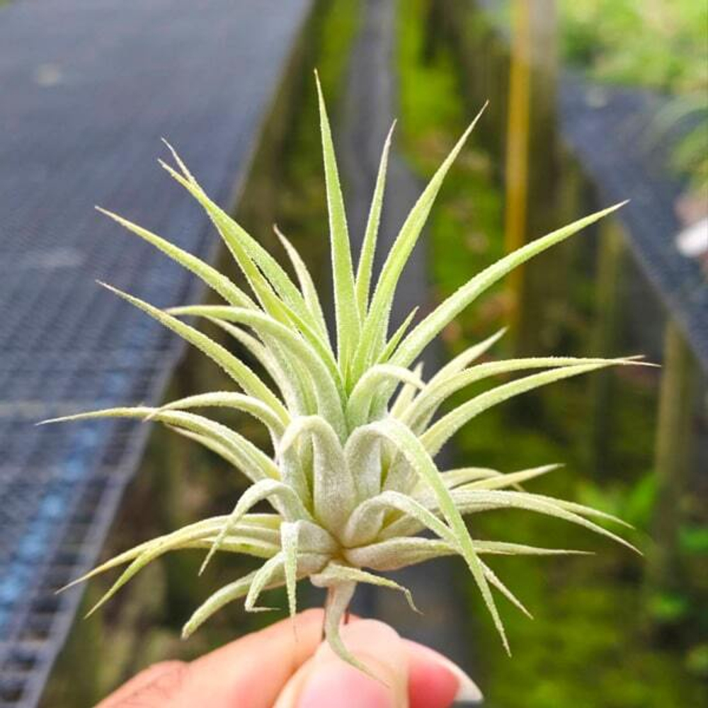 Тилландсия ionantha Peach (T42)