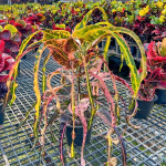 Кротон RATSITHANU – SAGGITARIUS