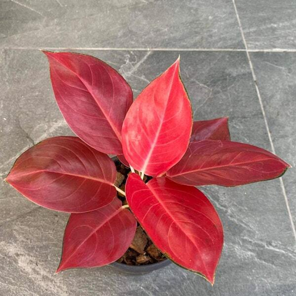 Аглаонема DANG SEDTHEE / COCHIN BERRY