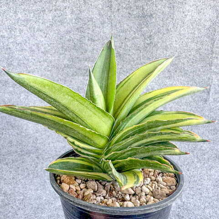 Сансевиерия ANDAMAN VAR s.L