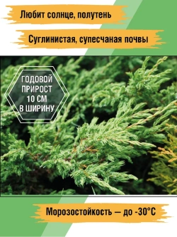 Можжевельник Репанда саженцы хвойных деревьев