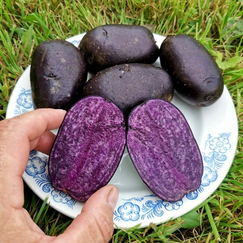 10 клубней картофеля Блек Ин Блек