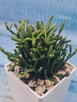 Rhipsalis Hatiora (Рипсалис)