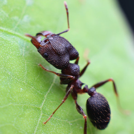 Комплект формикарий "Белый Дом 3.0" и муравьи Pheidole (160х100х100 мм)