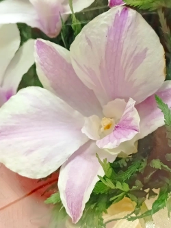 натуральные цветы в стекле, вакуум