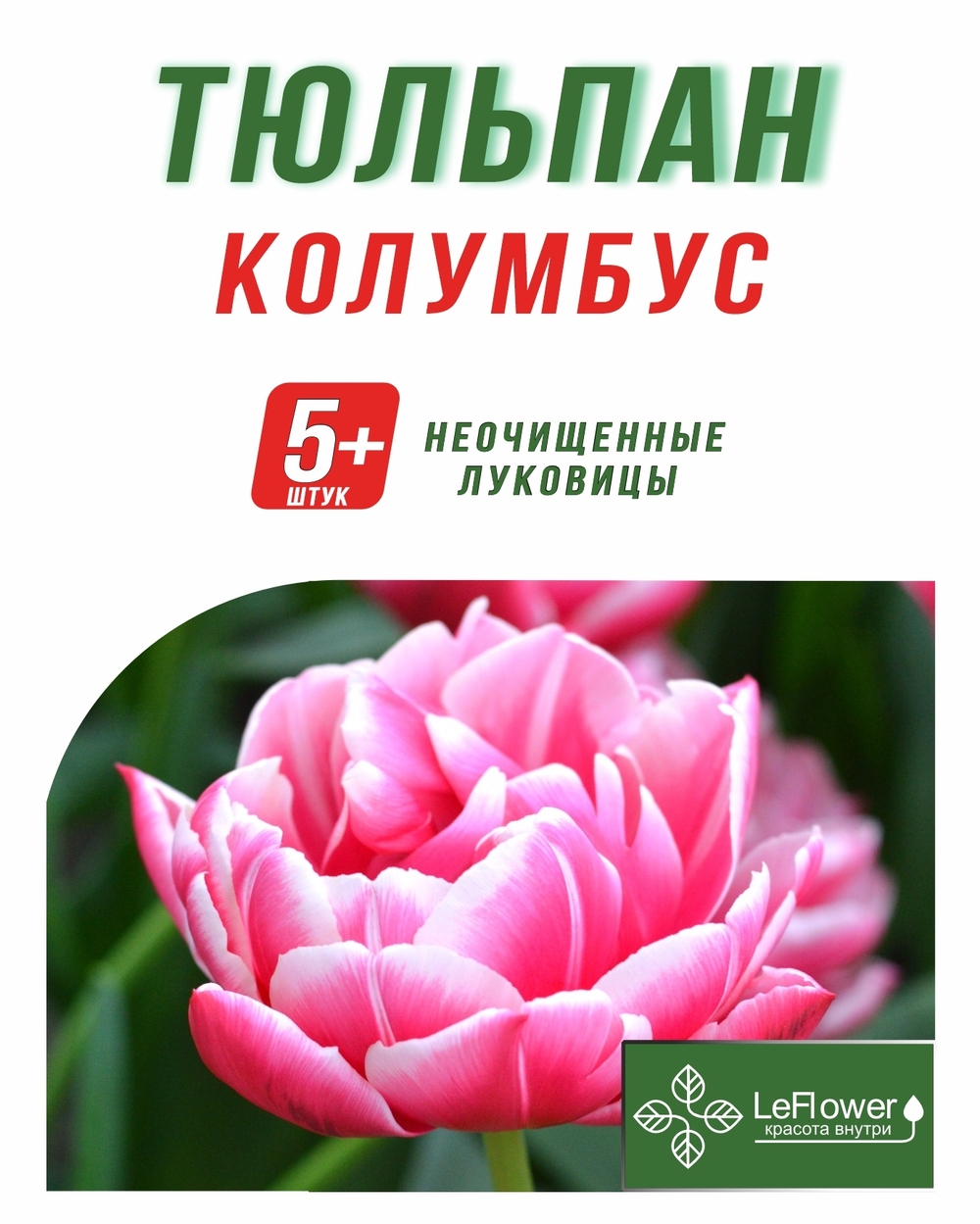 Тюльпан Луковица, Колумбус, 5+ шт