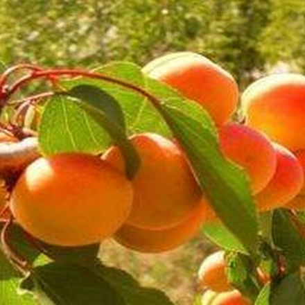 Абрикос Северное сияние (2-летний) ОКС