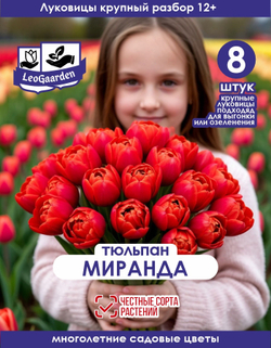 Тюльпан Луковица цветов, Миранда, 8шт, разбор 11/12