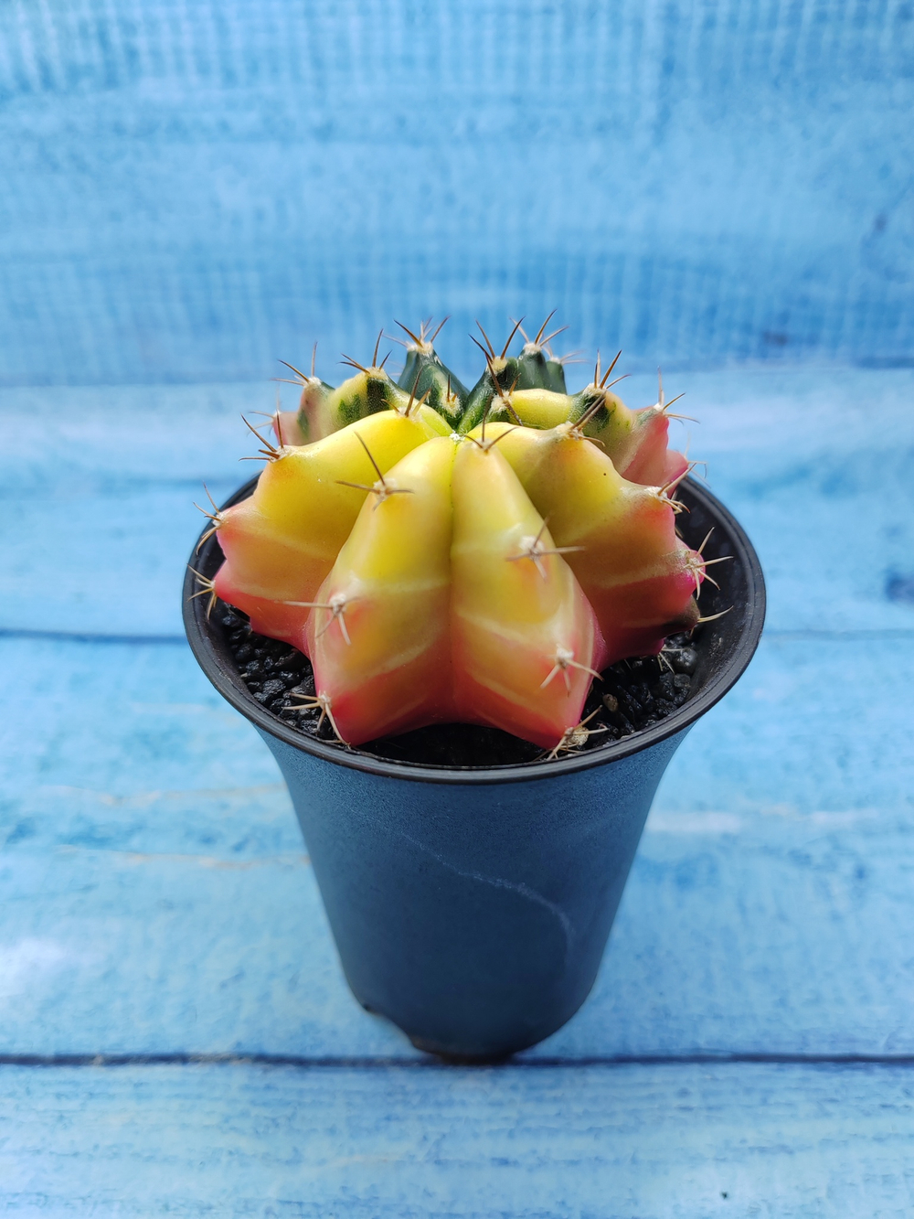 Gymnocalycium Variegata (Гимнокалициум Вариегатный)