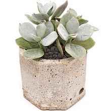 Суккулент Котиледон Орбикулатум гибрид