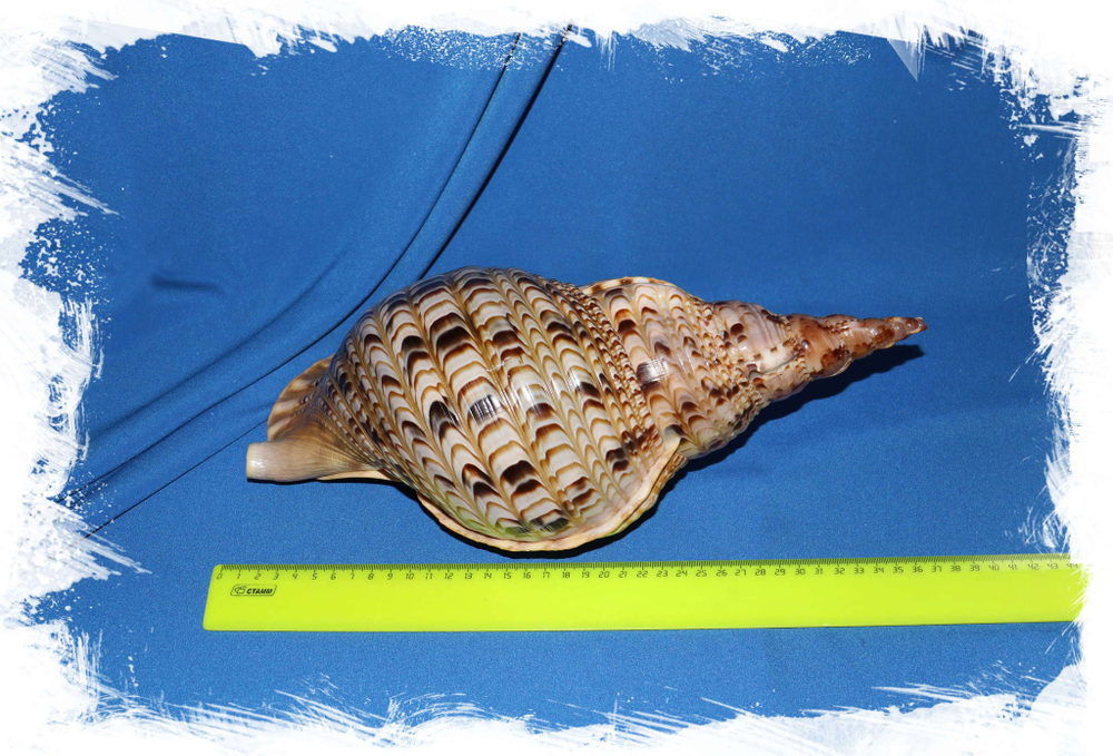 Харония Тритонис (Charonia tritonis), 32-34см, 1шт